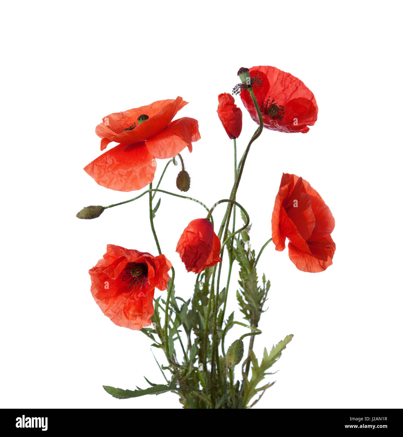 Bouquet of red poppies isolated on white background Stock Photo - Alamy