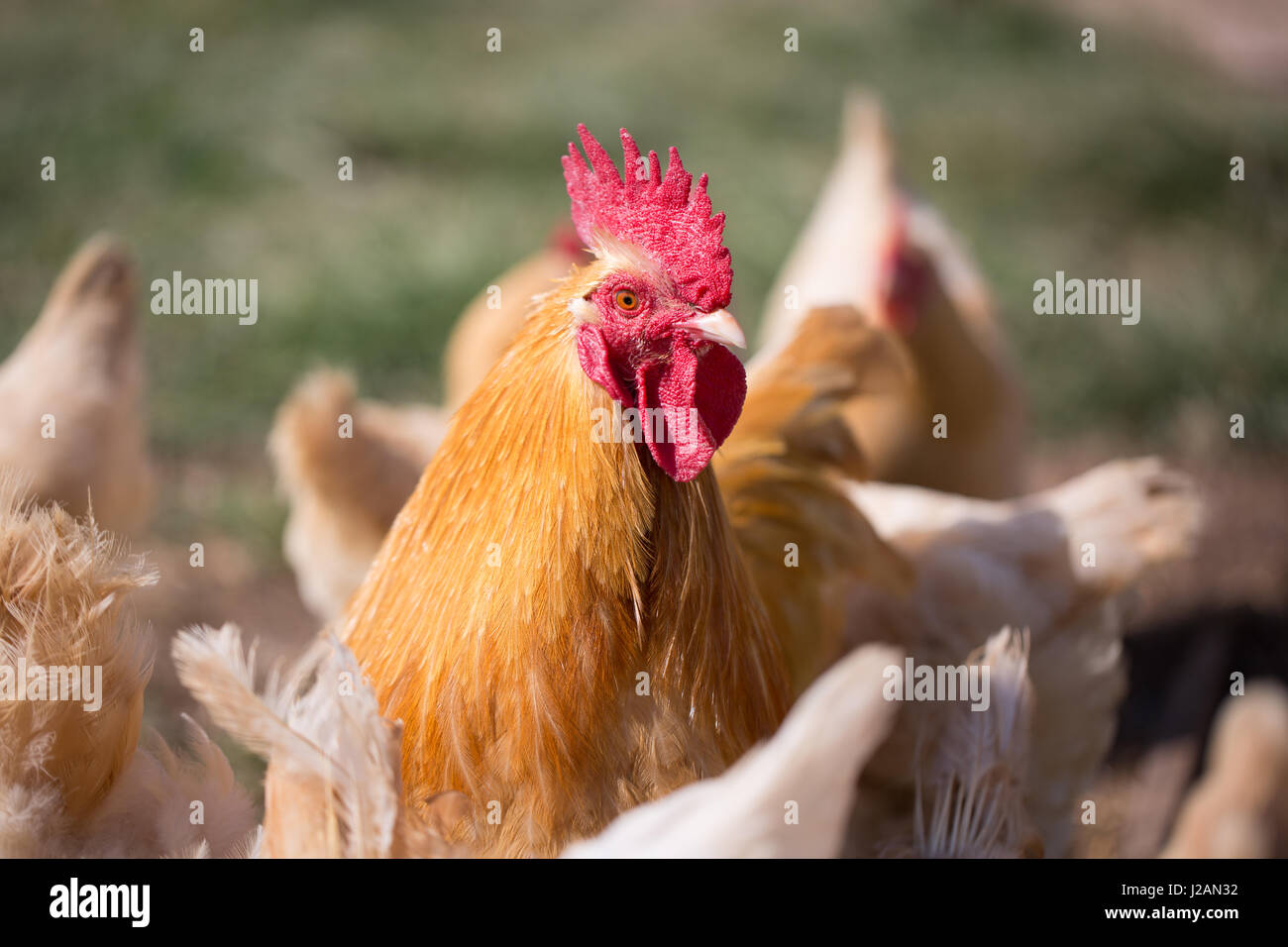 Rooster head shot Buff Orpington Chicken Stock Photo