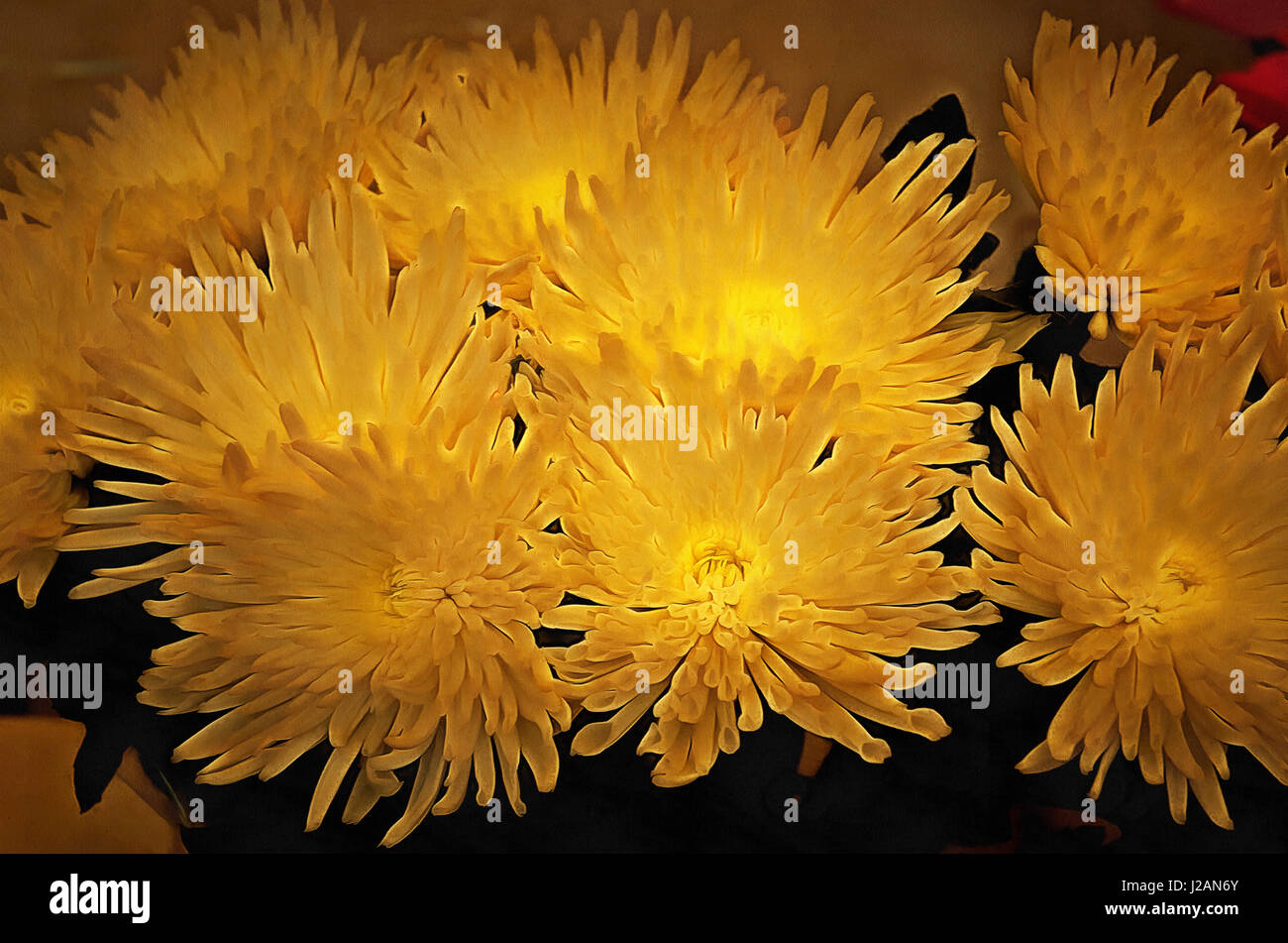 Illustrations flowers Chrysanthemum,Chrysanthemum (Latin Chrysánthemum ) - genus of annual and perennial herbaceous plants in the family Asteraceae Stock Photo
