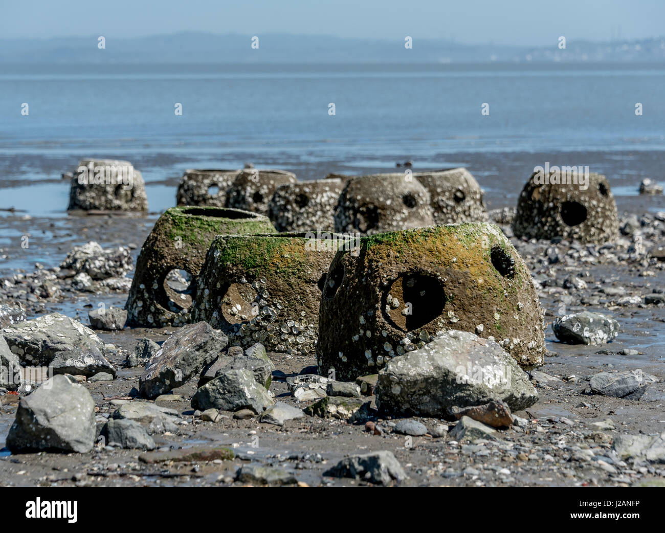 Reef balls used in San Francisco Bay estuary to encourage Olympia oysters / ostrea conchaphila