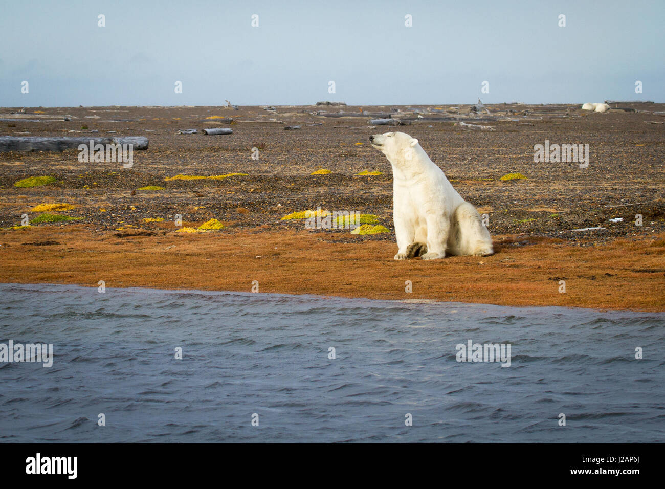 A young polar bear near Kaktovik, Alaska Stock Photo Alamy