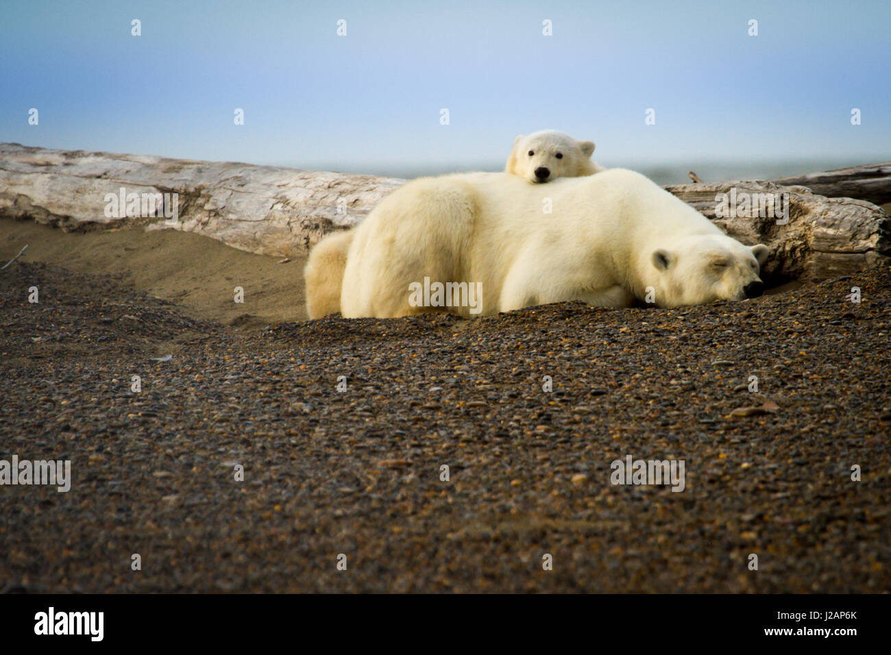 A mother polar bear watches over two cubs near Kaktovik, Alaska. Stock Photo