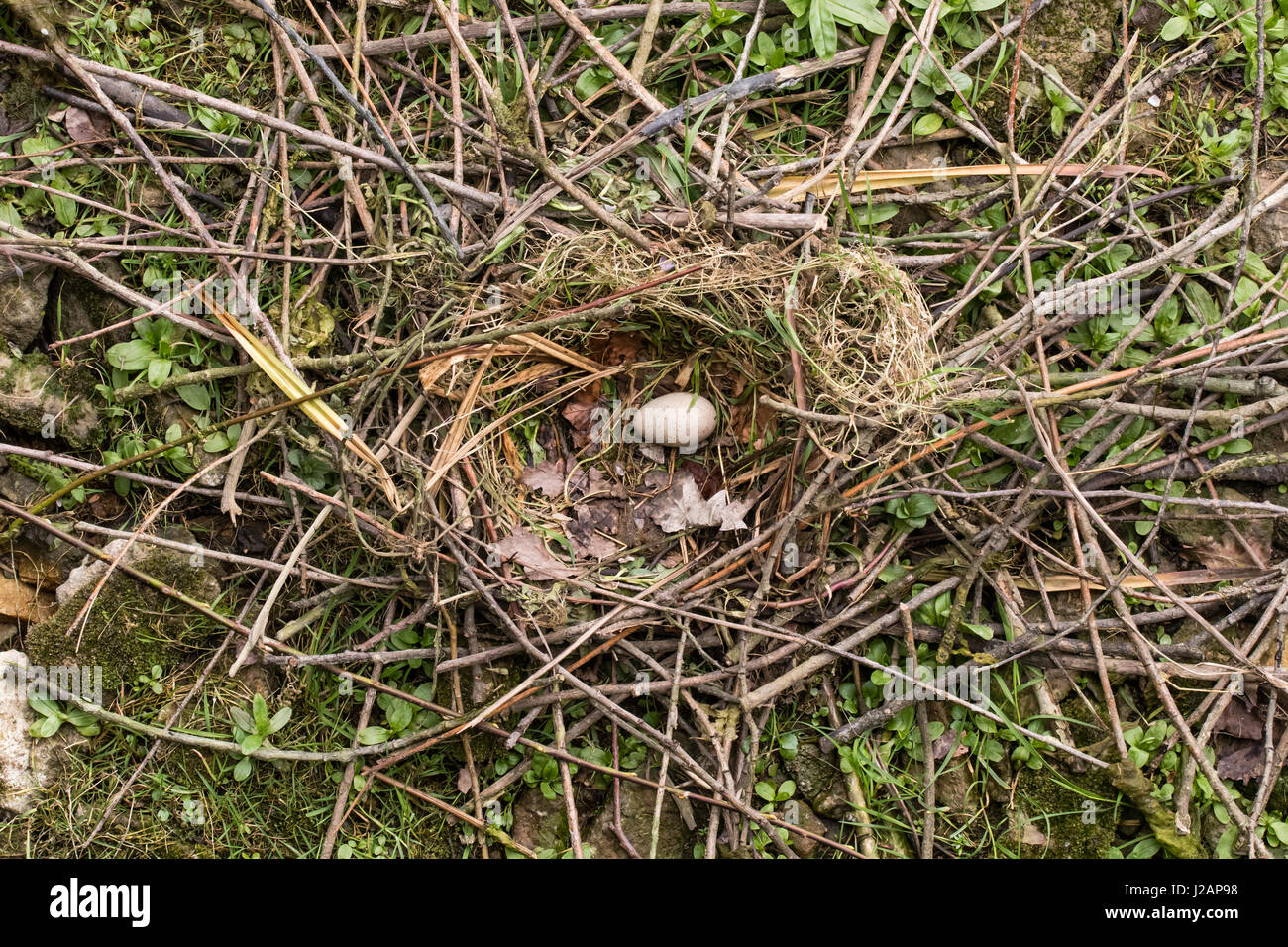 Coot (Fulica atra) egg in nest. Single speckled egg in nest made of sticks lined with grass and leaves, of bird in the family Rallidae Stock Photo