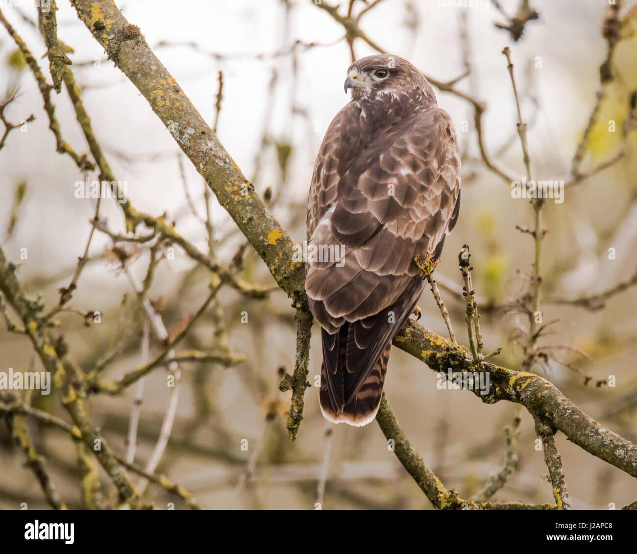 Buzzard (Buteo buteo) sitting in tree. Large bird of prey in Folly Farm nature reserve, in Somerset, UK Stock Photo