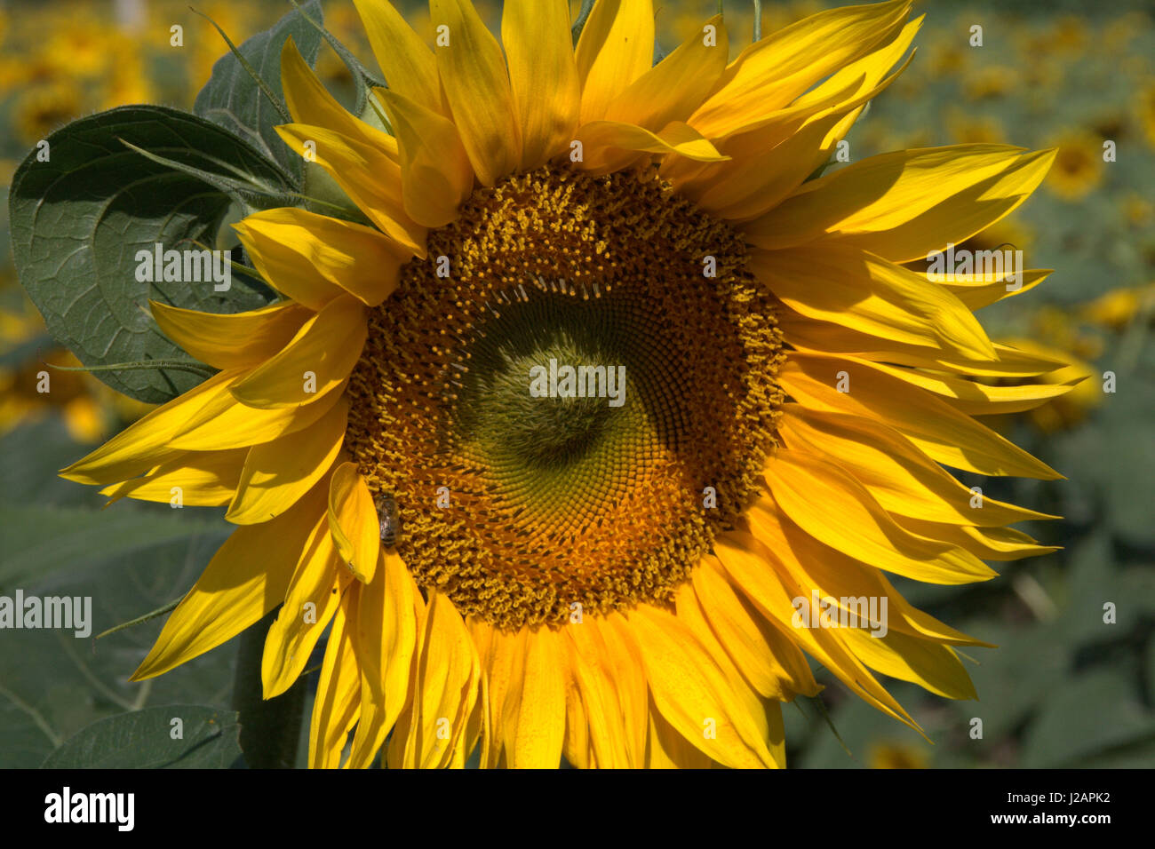 Ukrainian sunflowers hires stock photography and images Alamy