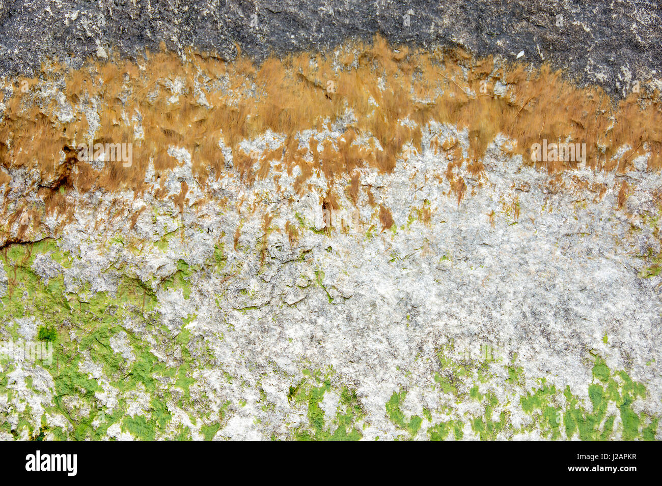 green algae and rusty stain on rock surface Stock Photo Alamy