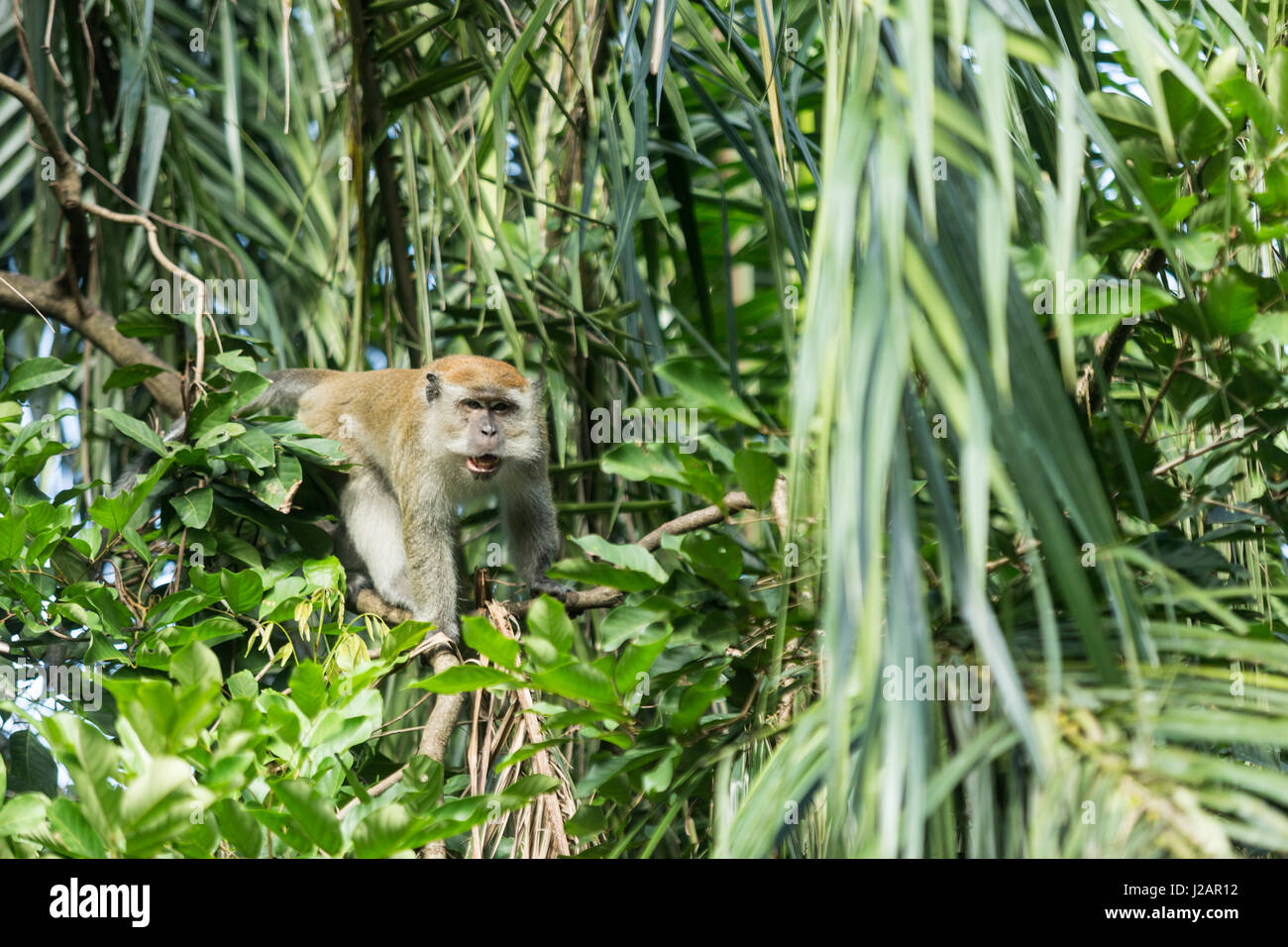 A large male Long Tailed Macaque in a tree in Kuala Lumpur, Malaysia ...