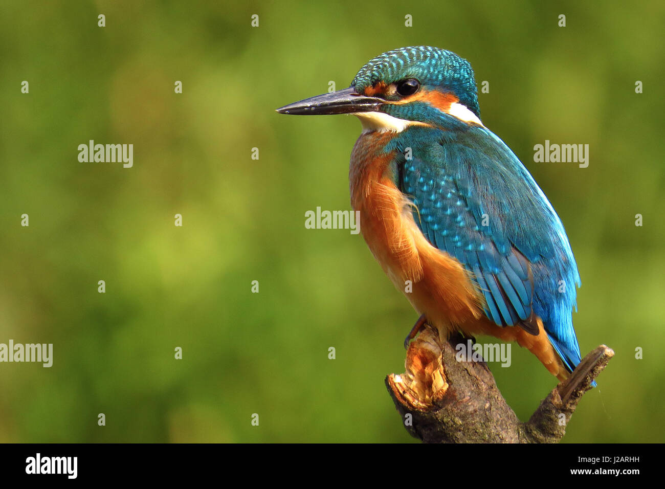 Common kingfisher (Alcedo atthis) Stock Photo