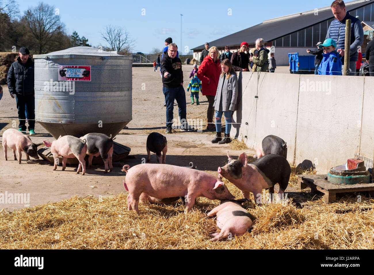 Brakne Hoby, Sweden - April 22, 2017: Documentary of small public farmers day. People looking and pointing at pigs living outdoors on farm. Stock Photo