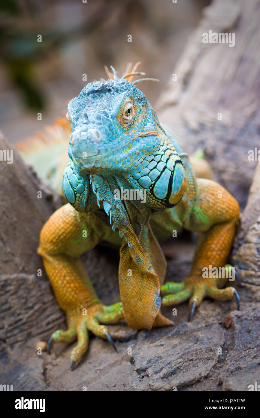 Close-up of a multi-colored male Green Iguana (Iguana iguana Stock ...