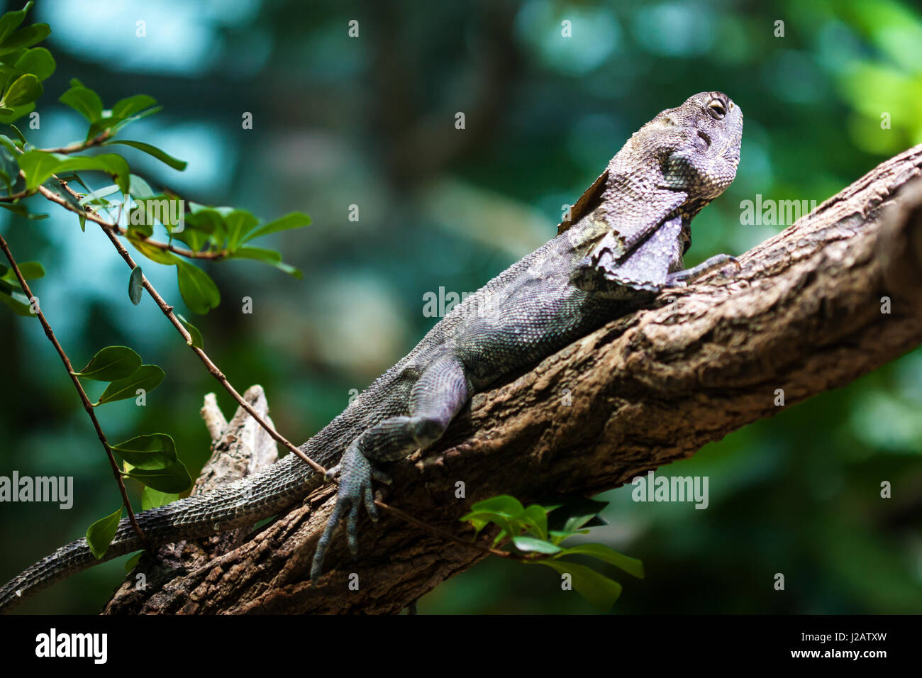 Frill-necked lizard (Chlamydosaurus kingii) against green background. Stock Photo
