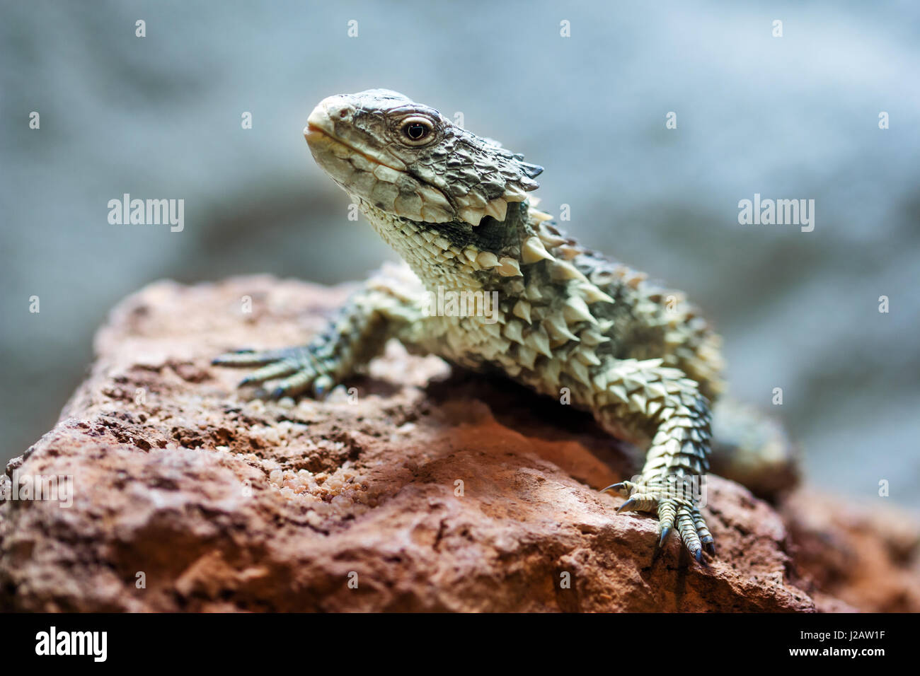 Close-up of a Sungazer, Giant girdled lizard (Smaug giganteus). Stock Photo