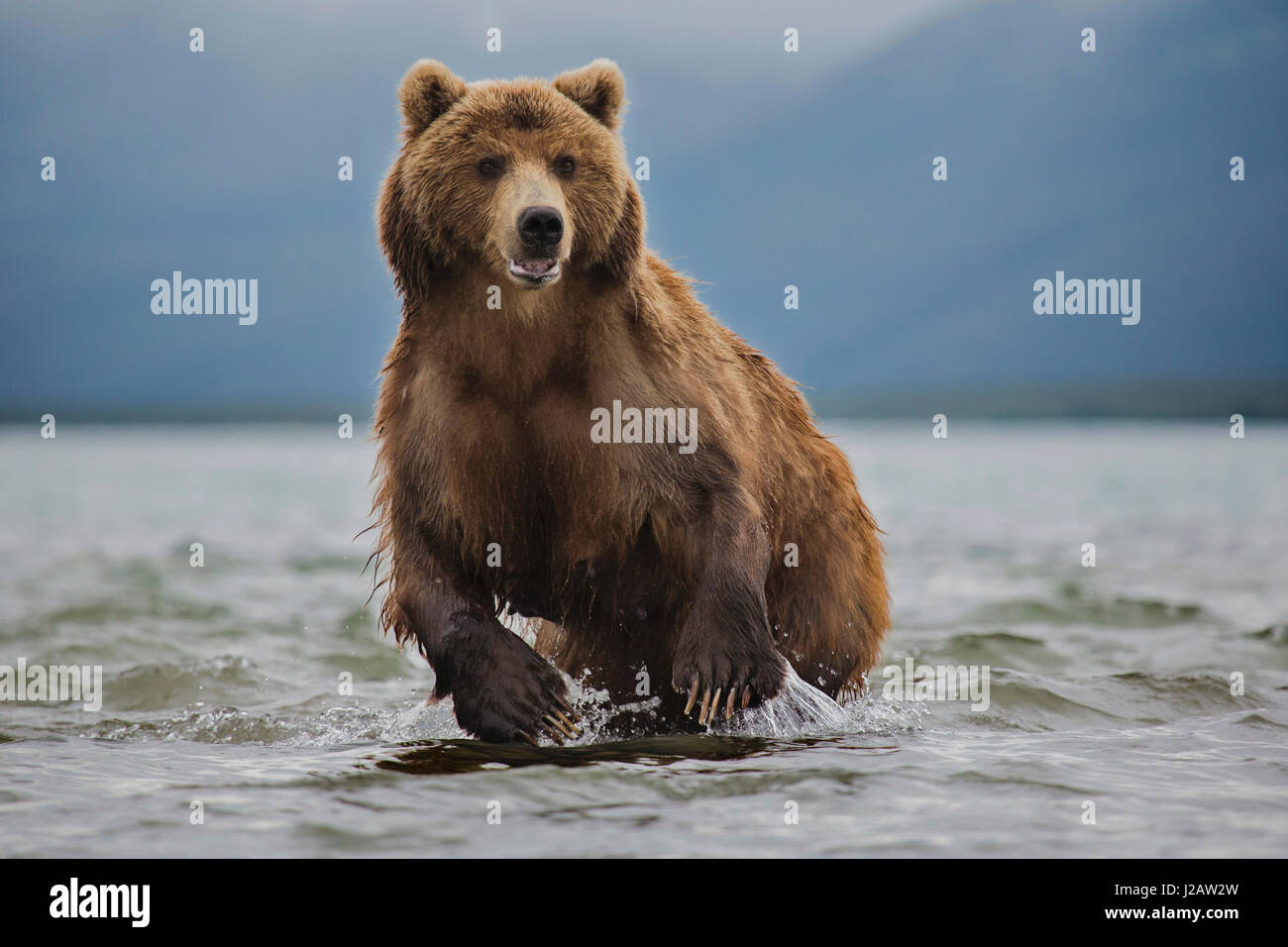 Kamchatka brown bear in lake, Kurile Lake, Kamchatka Peninsula, Russia Stock Photo