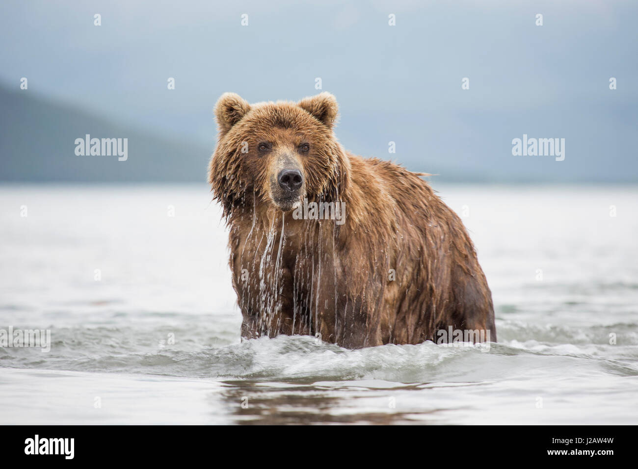 Kamchatka brown bear in lake, Kurile Lake, Kamchatka Peninsula, Russia Stock Photo