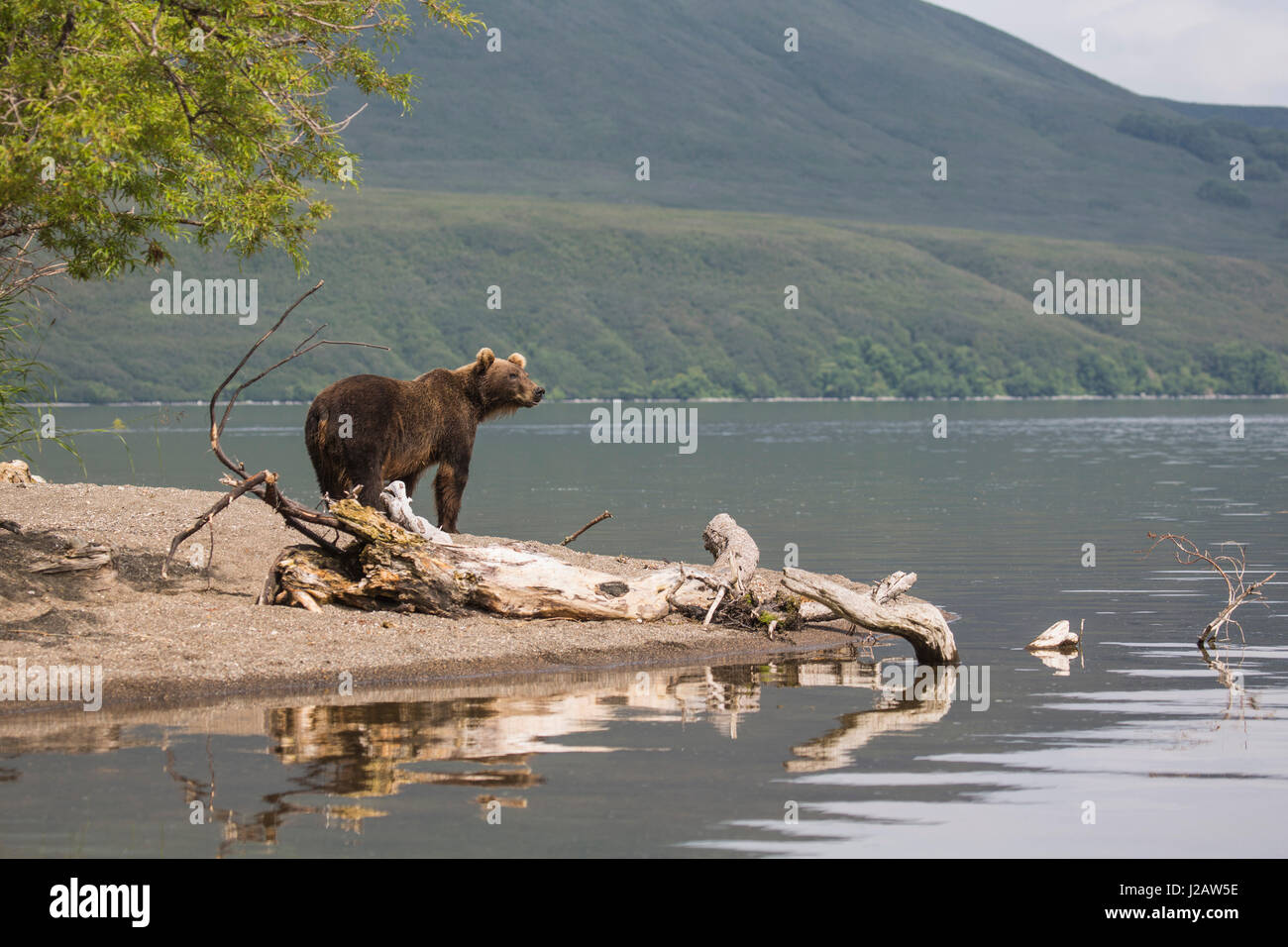 Kamchatka brown bear by edge of lake, Kurile Lake, Kamchatka Peninsula, Russia Stock Photo