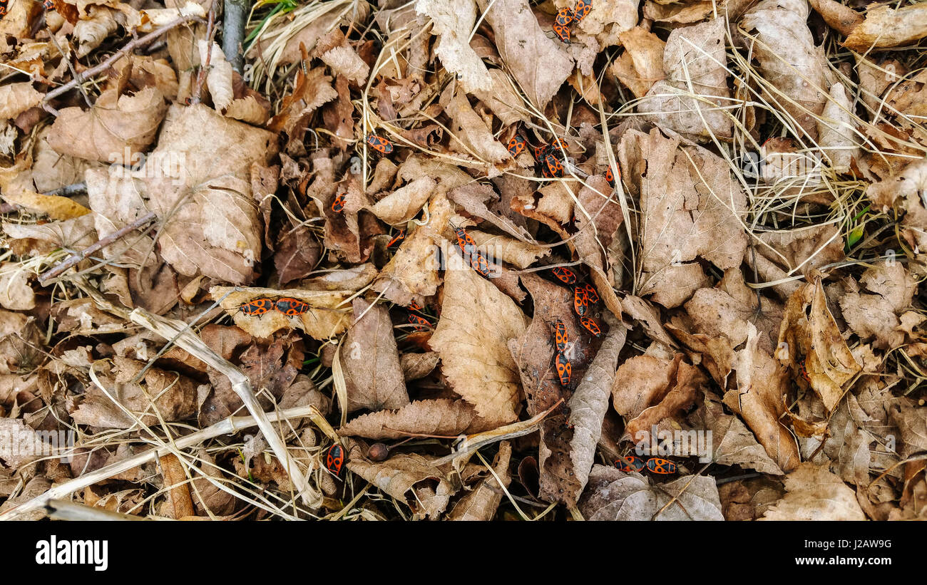 Some bugs are live in colonies Stock Photo Alamy