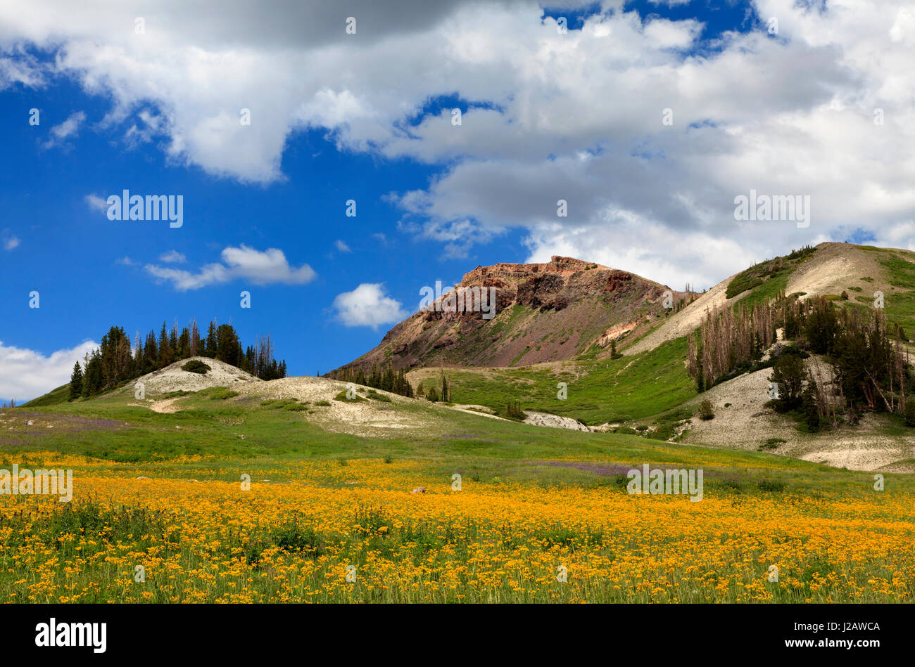 This is a striking view of yellow groundsel in blossom at the base of Brian Head Peak in the town of Brian Head, Utah. Stock Photo