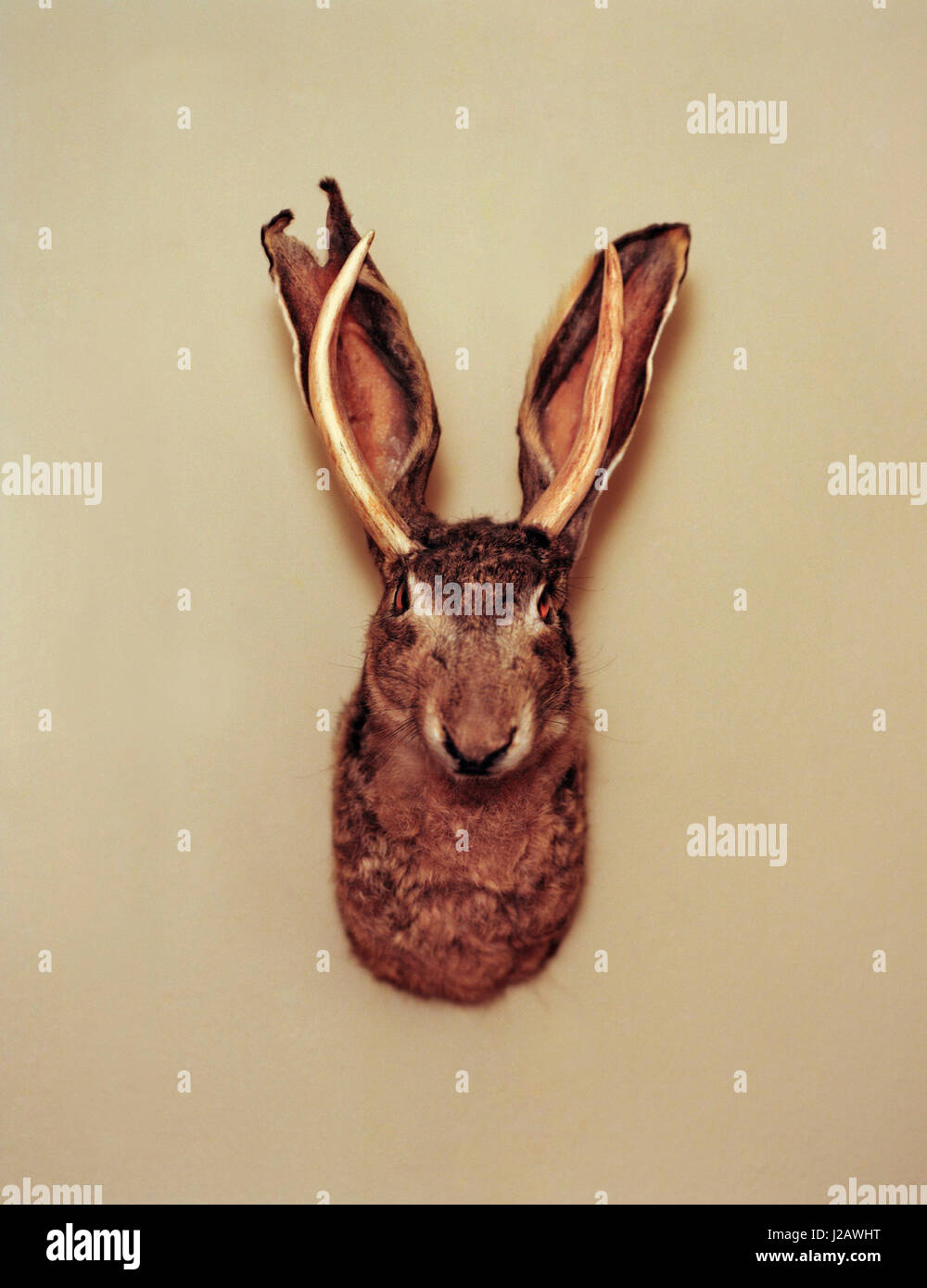 Jackalope hires stock photography and images Alamy