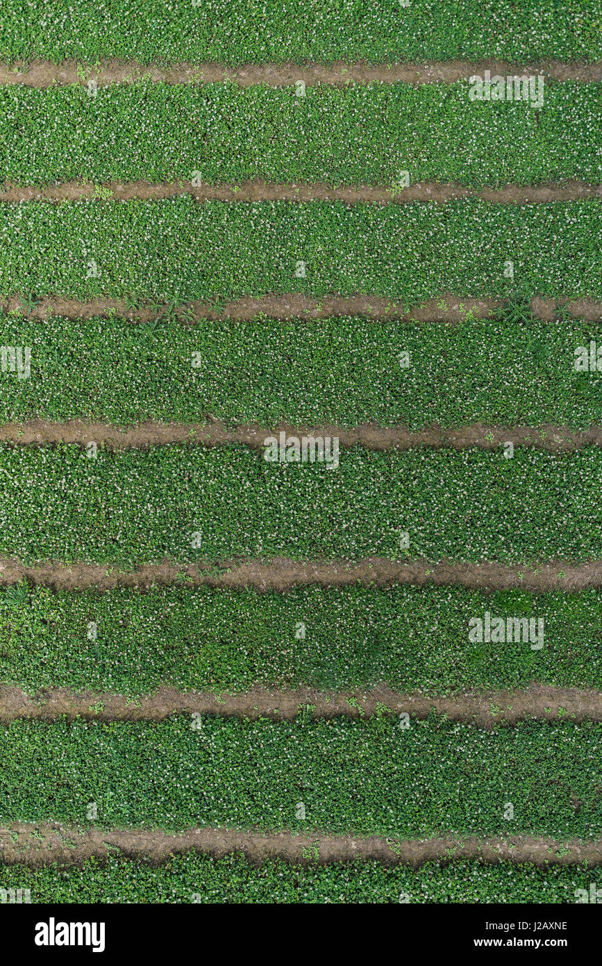 Full frame aerial view of crops growing in field Stock Photo