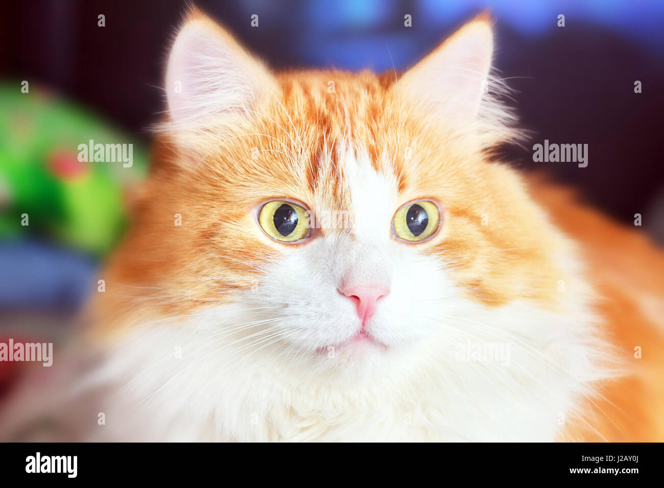 Portrait of adult beauty red cat with big eyes Stock Photo
