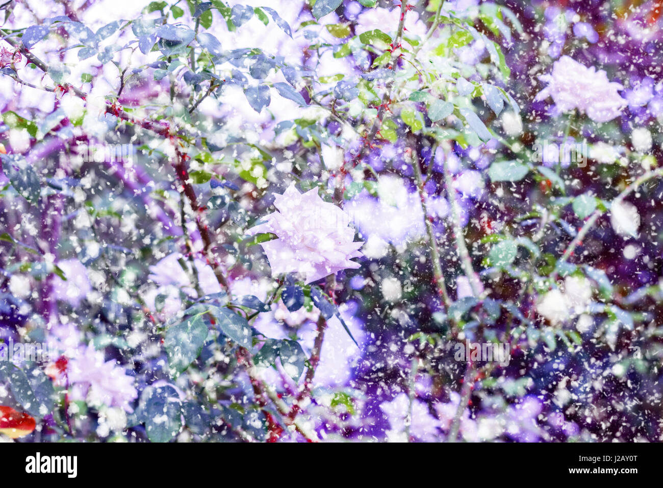 Beauty white roses in snow like romantic moment Stock Photo Alamy