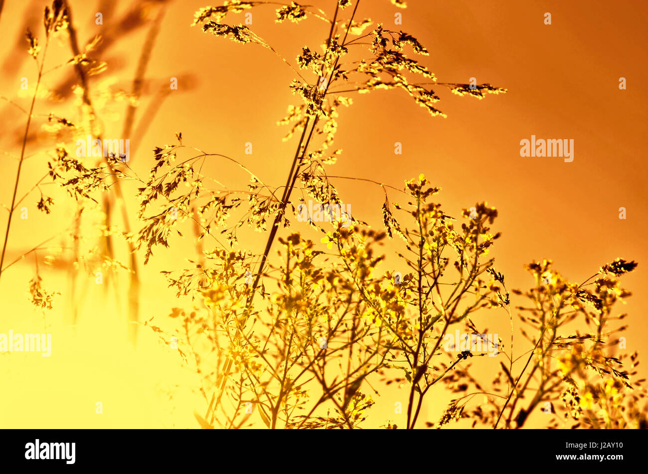 Gold summer grass illuminated by sunny rays Stock Photo