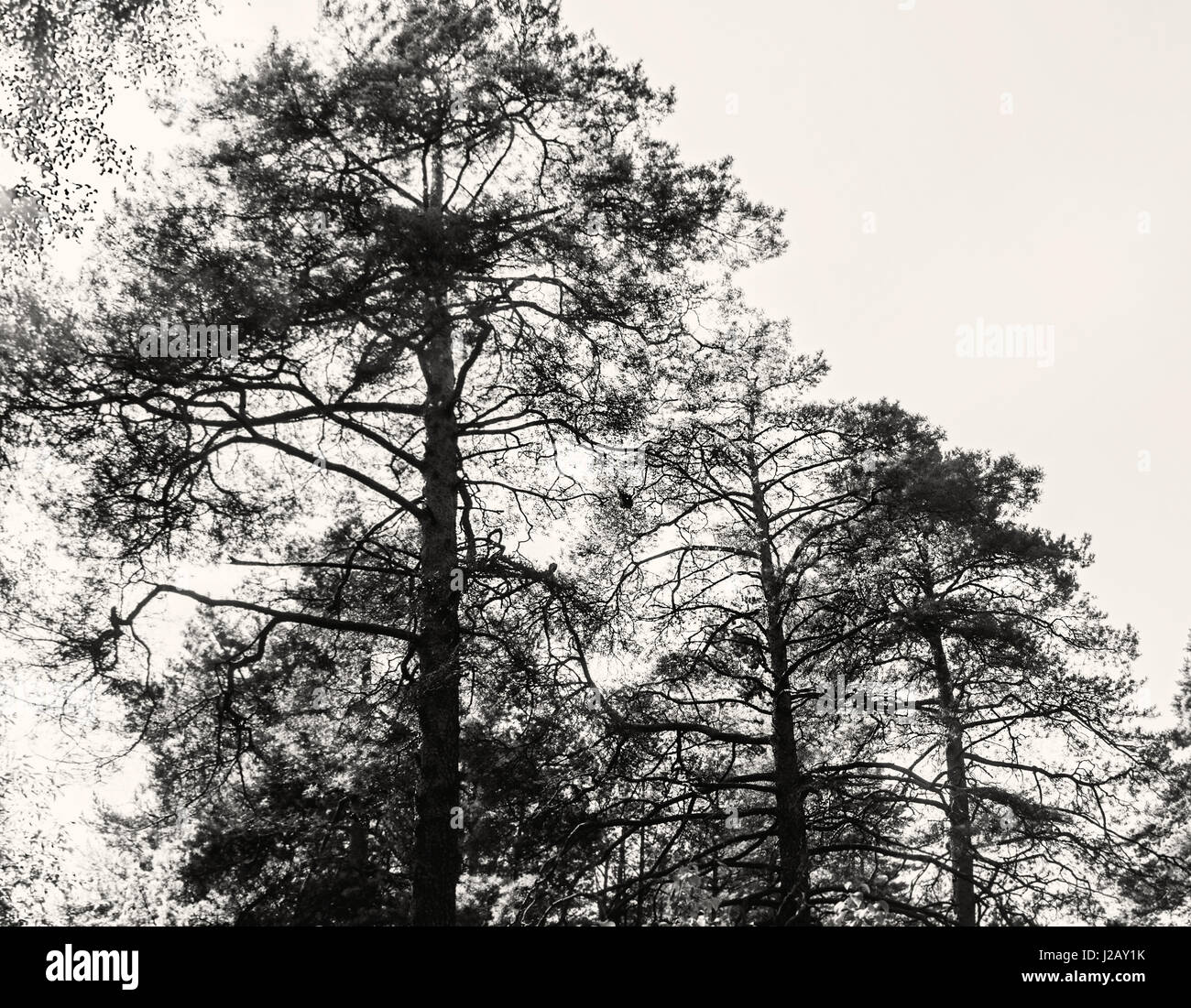 Black and white forest hi-res stock photography and images - Alamy