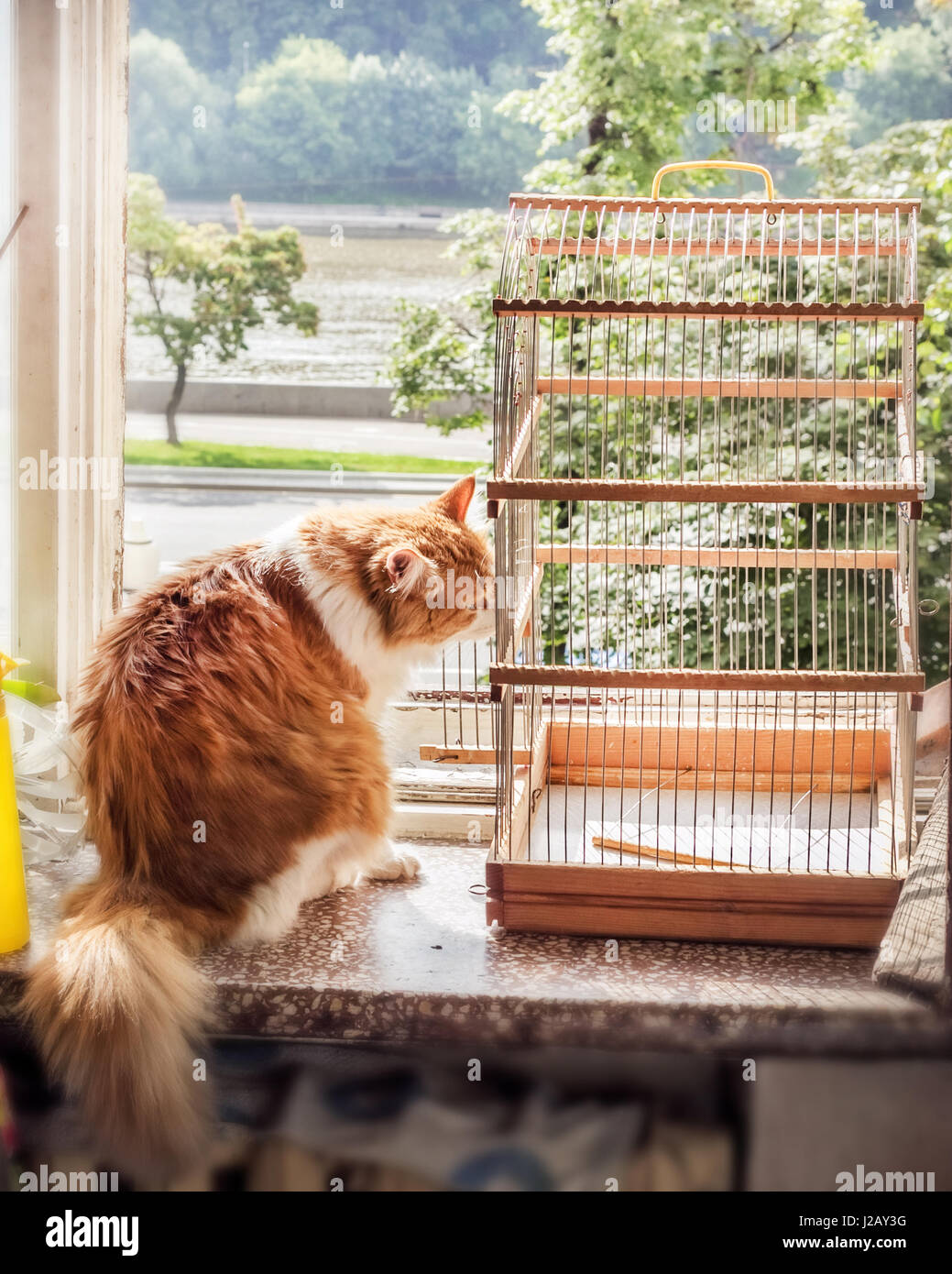 Cat bird cage hi-res stock photography and images - Alamy