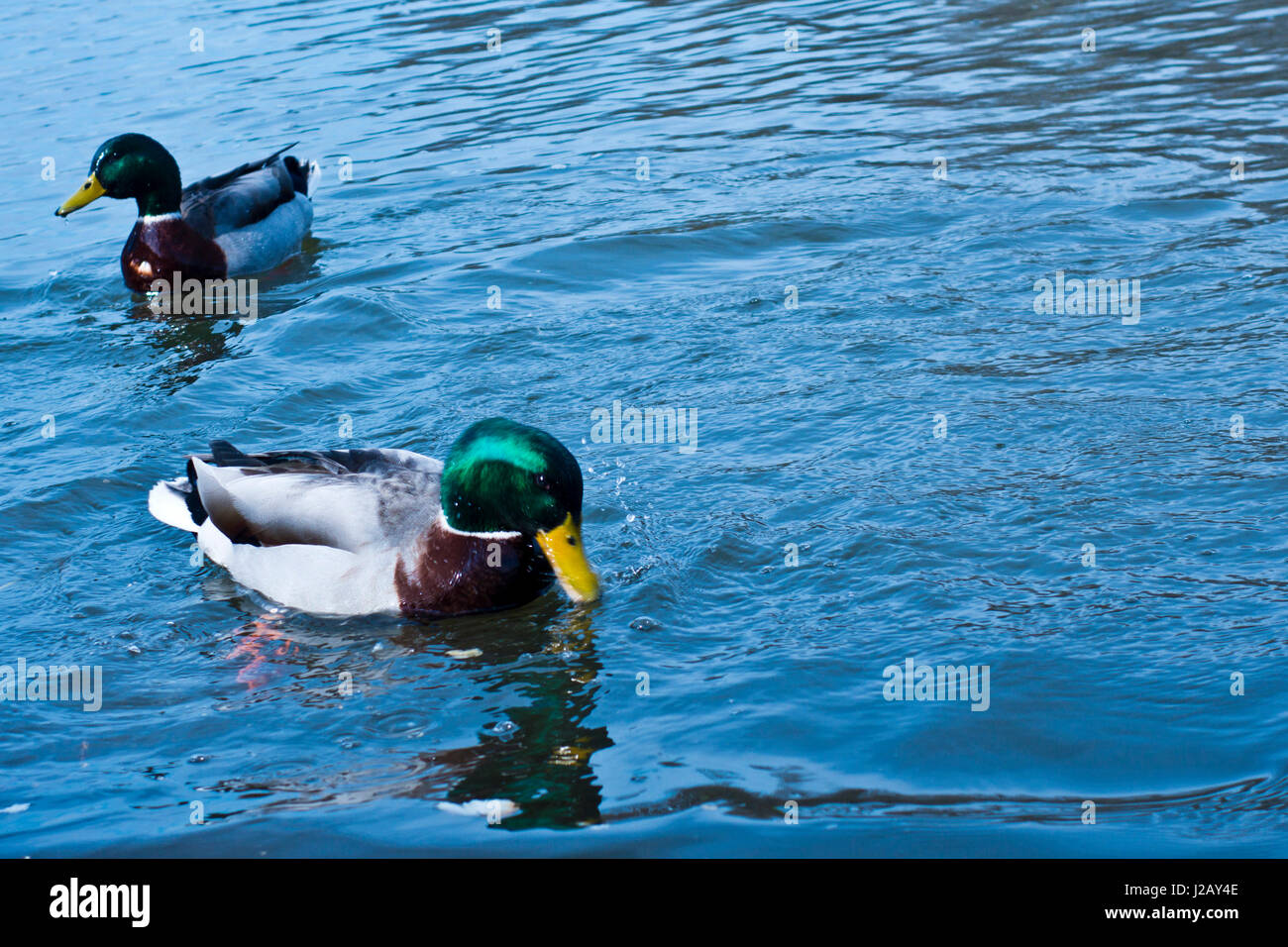 Mallard ducks swimming in a river Stock Photo