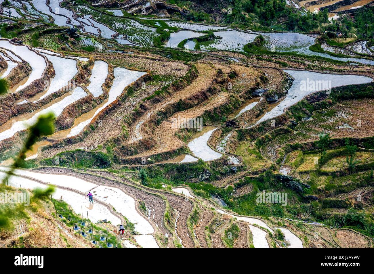 Colorful Terrace Rice Field Colorful rice terrace hi-res stock photography and images - Alamy