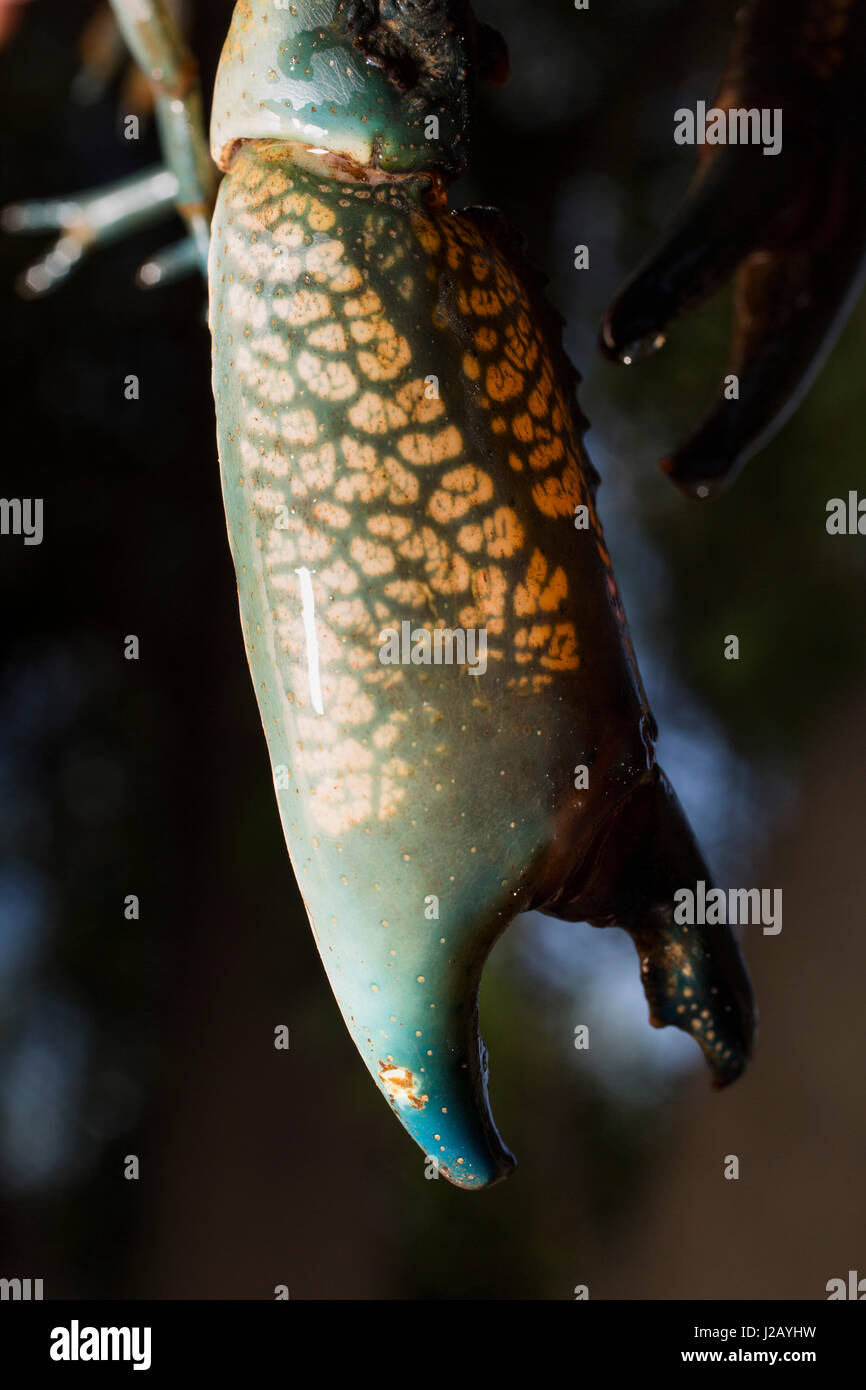 Cropped image of crayfish Stock Photo