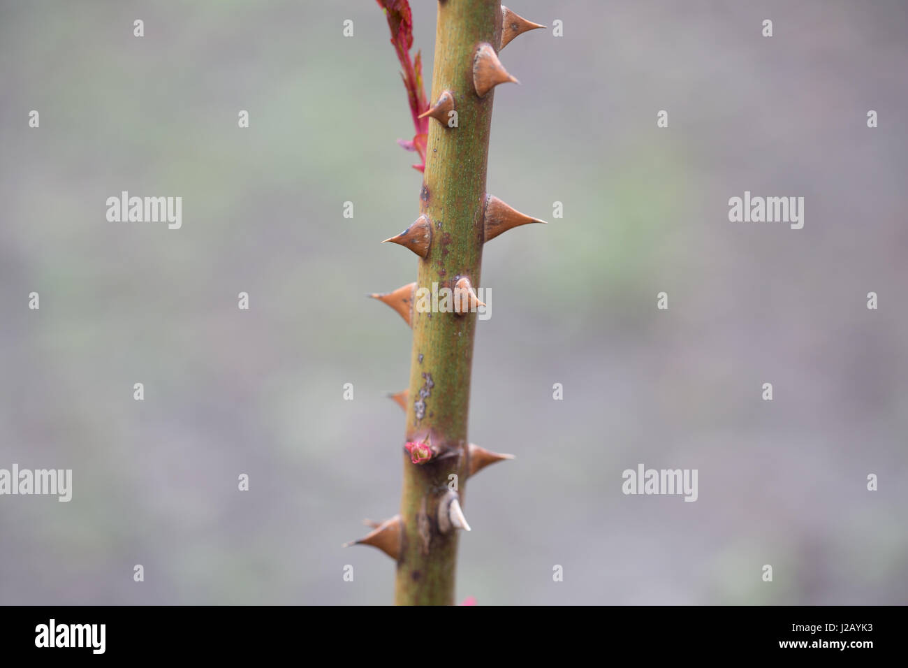 Purple thorns from rose bush Stock Photo Alamy