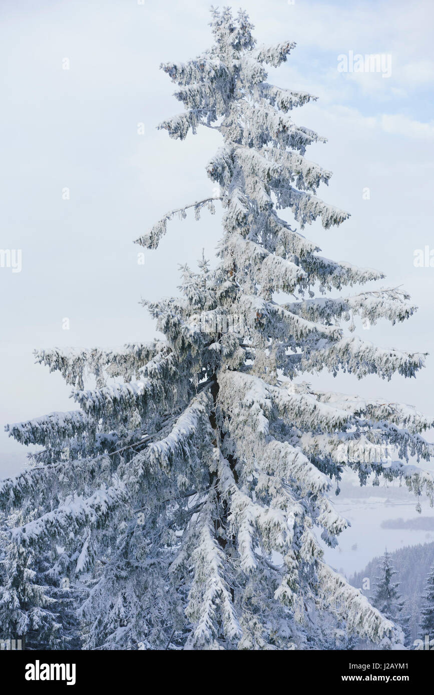 High tree low angle hi-res stock photography and images - Alamy