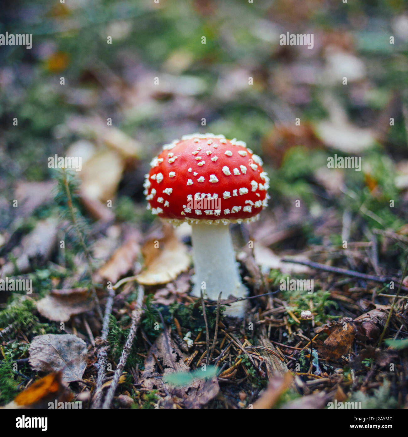 Close-up of fly agaric mushroom growing on land in forest Stock Photo