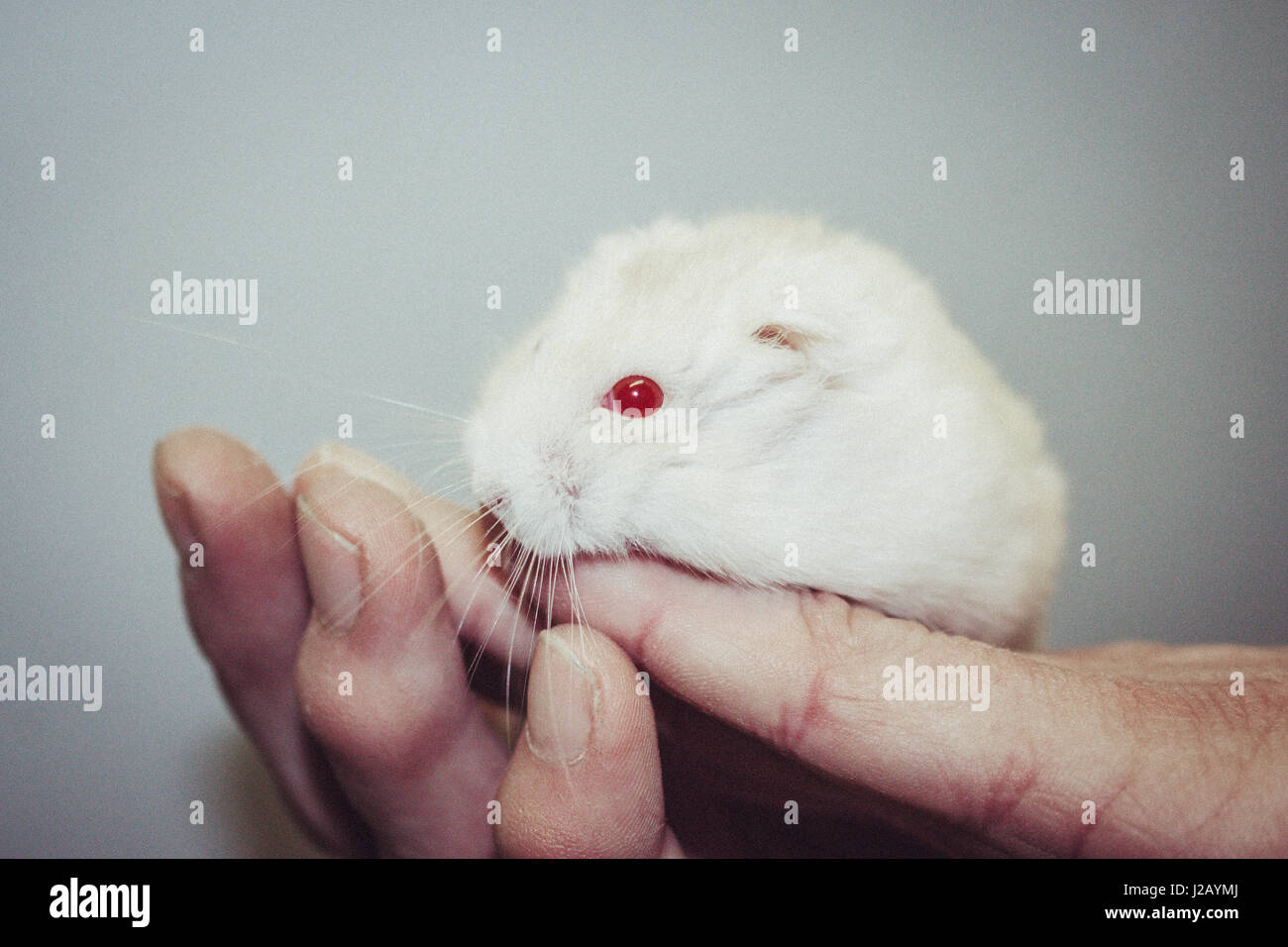 Small White Hamster On A White Background Stock Photo - Download