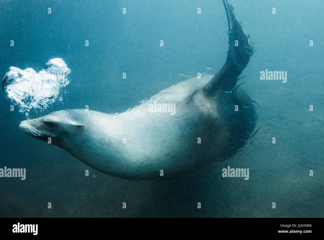 Side view of seal swimming underwater Stock Photo Alamy