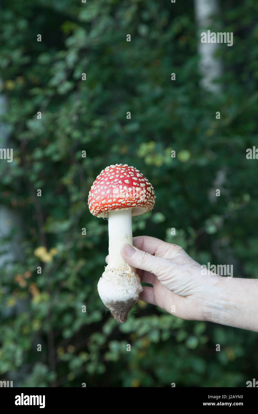 Cropped image of hand holding fly agaric mushroom in forest Stock Photo
