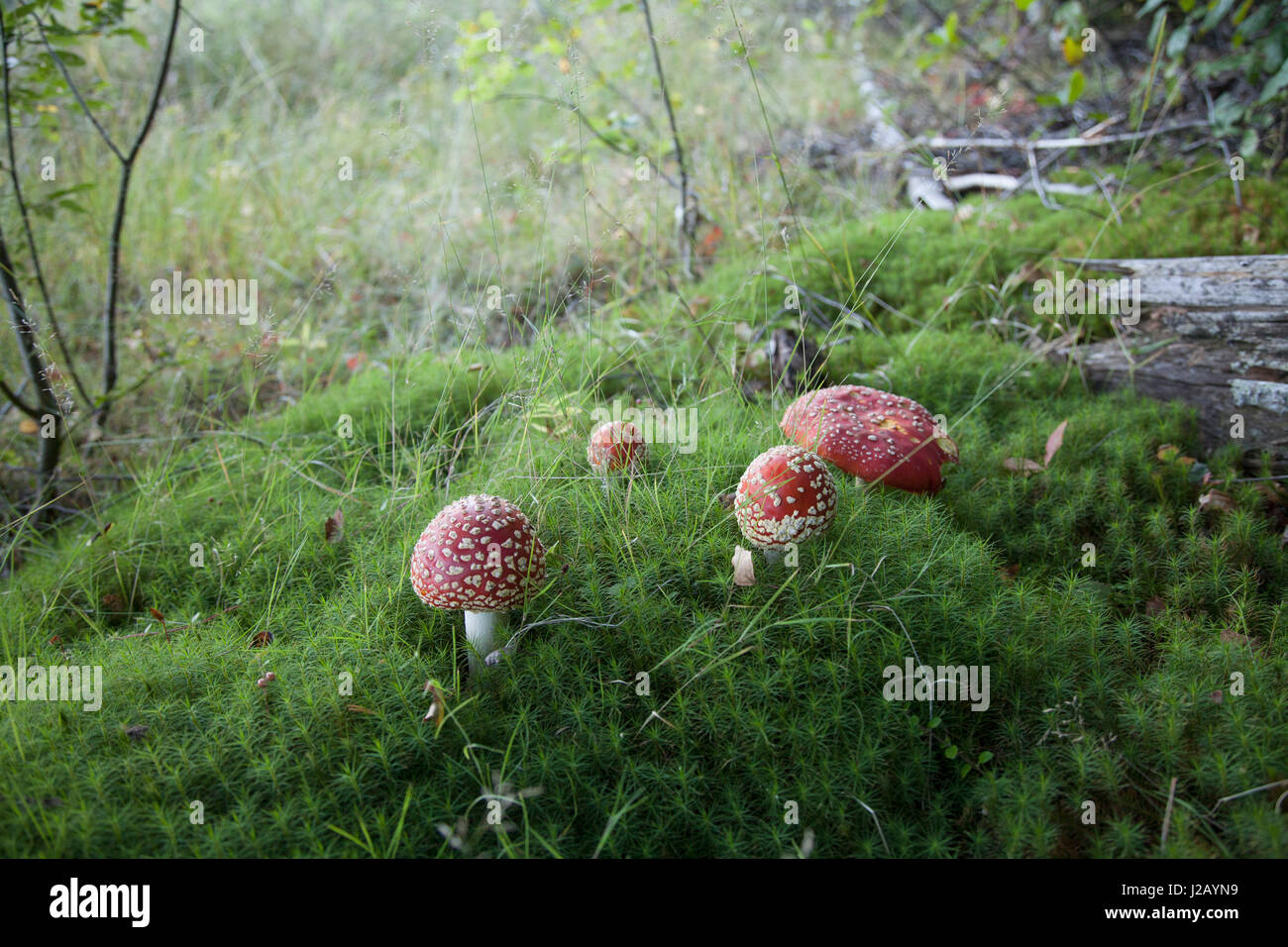 High angle view of fly agaric mushrooms growing in forest Stock Photo