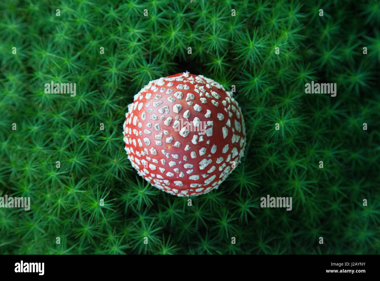 Directly above shot of fly agaric mushroom growing on field Stock Photo