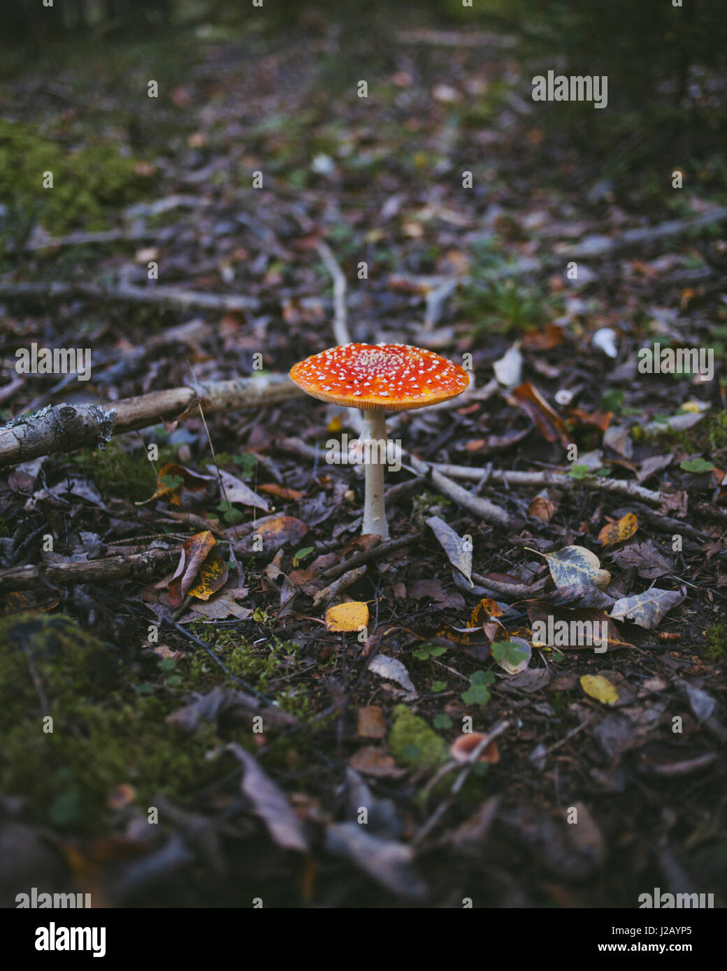 Close-up of fly agaric mushroom growing in forest Stock Photo