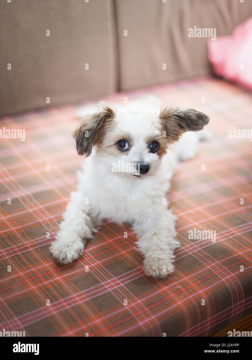 Portrait of cute puppy lying on bed at home Stock Photo - Alamy