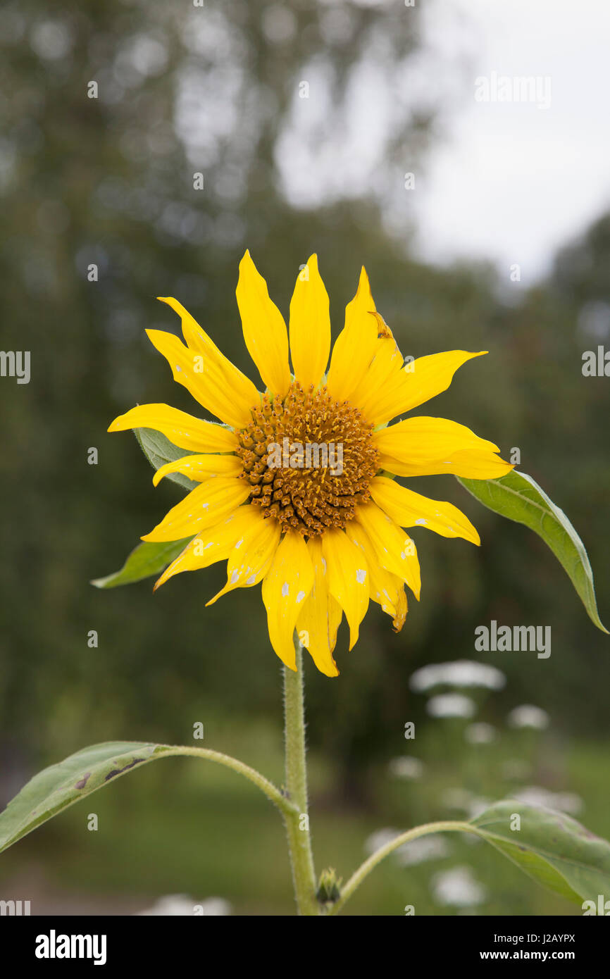 Close up of sunflower hi-res stock photography and images - Alamy