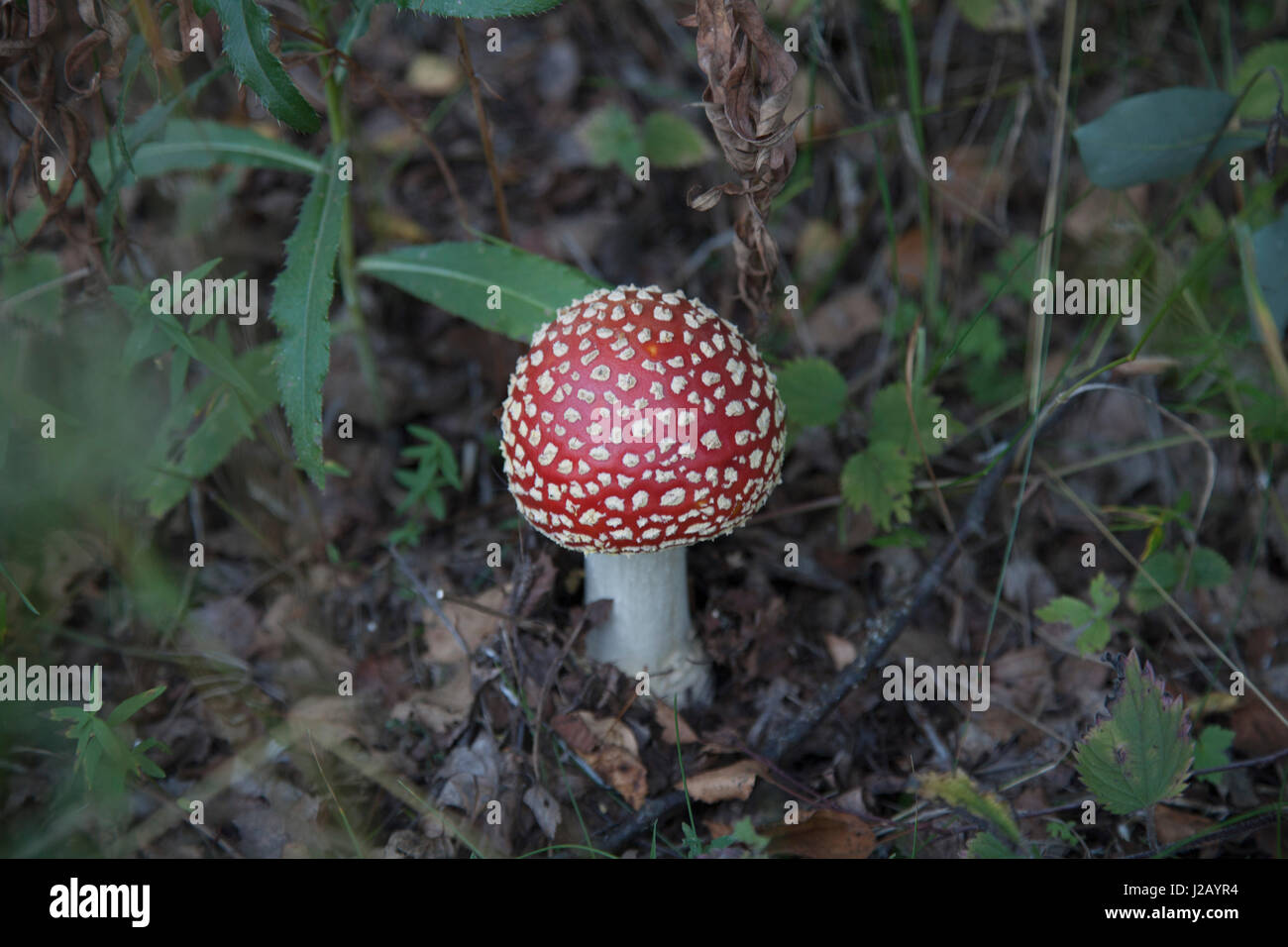 High angle view of fly agaric mushroom growing on land in forest Stock Photo