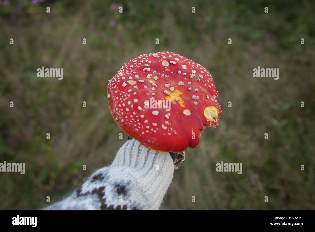 Cropped image of hand holding fly agaric mushroom Stock Photo