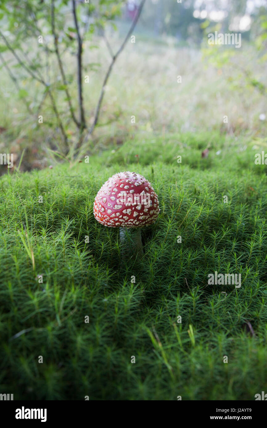 Close-up of Fly agaric mushroom growing on field Stock Photo