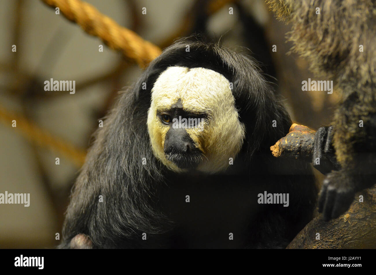 A look at the face of a white faced saki monkey Stock Photo - Alamy