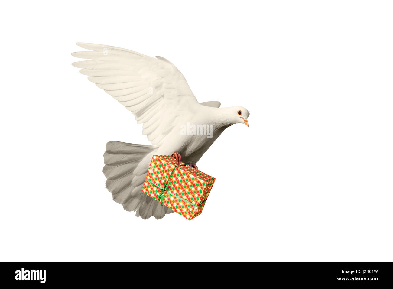 Peace white dove free images merry christmas 2022