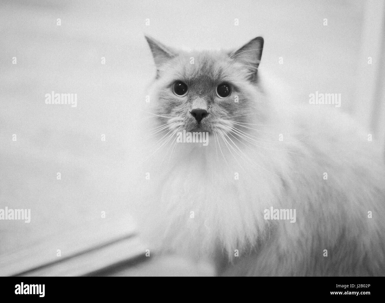 Portrait of cat against white background Stock Photo - Alamy