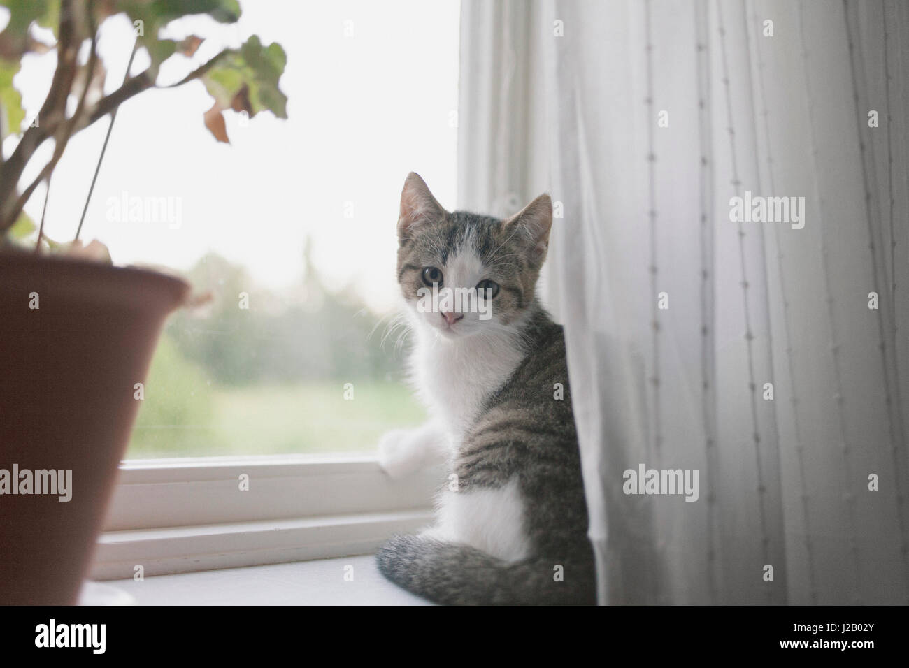 Portrait of cat sitting on window sill Stock Photo Alamy