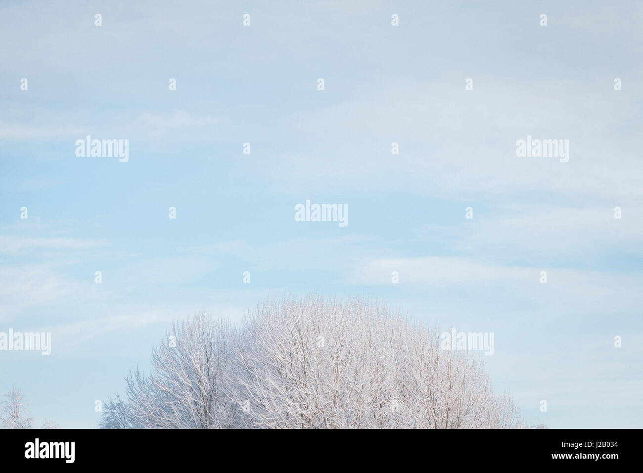 High trees in sky hi-res stock photography and images - Alamy